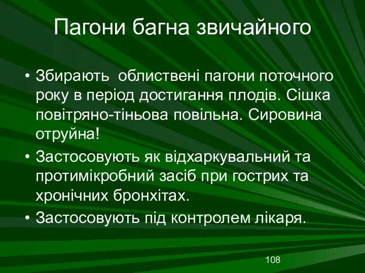 Пагони багна звичайного Збирають облиствені пагони поточного року в період