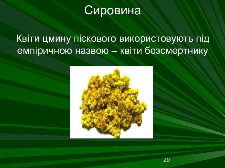 Сировина Квіти цмину піскового використовують під емпіричною назвою – квіти безсмертнику