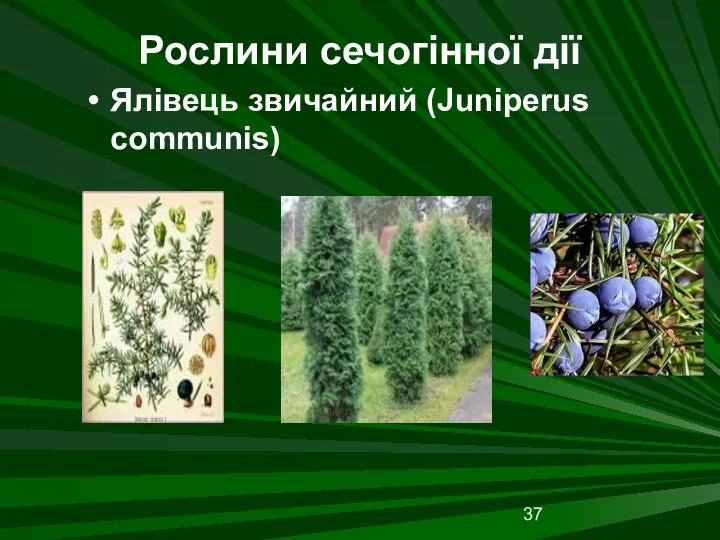 Рослини сечогінної дії Ялівець звичайний (Juniperus communis)