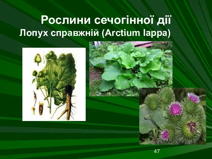 Рослини сечогінної дії Лопух справжній (Arctium lappa)