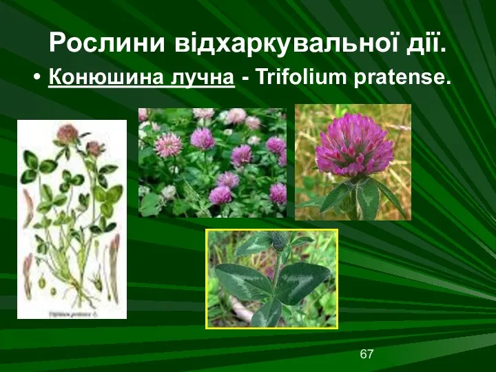Рослини відхаркувальної дії. Конюшина лучна - Trifolium pratense.