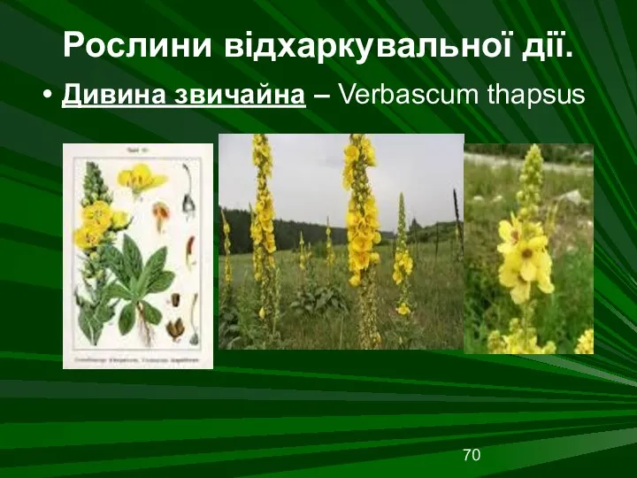 Рослини відхаркувальної дії. Дивина звичайна – Verbascum thapsus