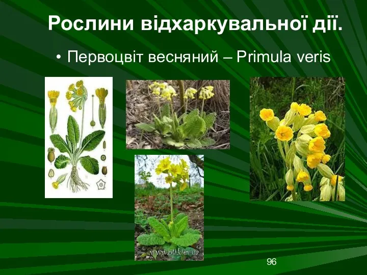 Рослини відхаркувальної дії. Первоцвіт весняний – Primula veris