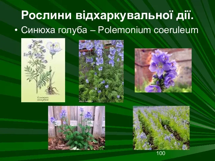 Рослини відхаркувальної дії. Синюха голуба – Polemonium coeruleum