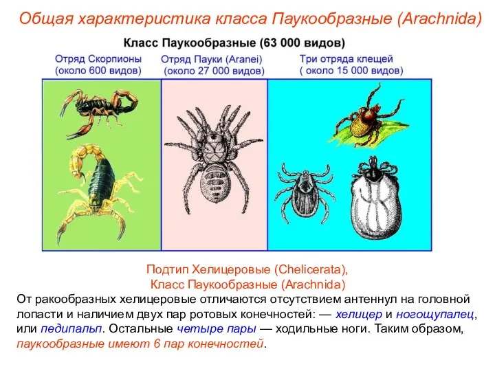 Общая характеристика класса Паукообразные (Arachnida) Подтип Хелицеровые (Chelicerata), Класс Паукообразные