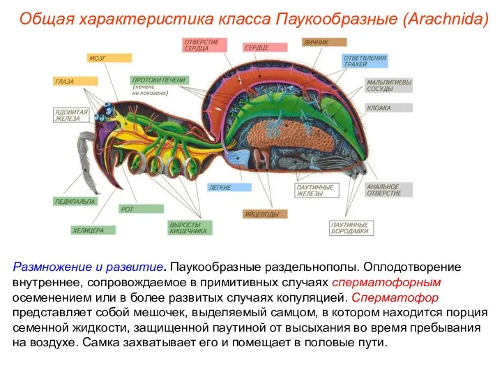 Общая характеристика класса Паукообразные (Arachnida) Размножение и развитие. Паукообразные раздельнополы.