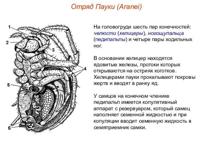 Отряд Пауки (Aranei) На головогруди шесть пар конечностей: челюсти (хелицеры),