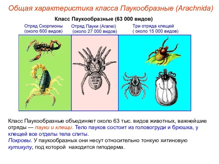 Общая характеристика класса Паукообразные (Arachnida) Класс Паукообразные объединяет около 63