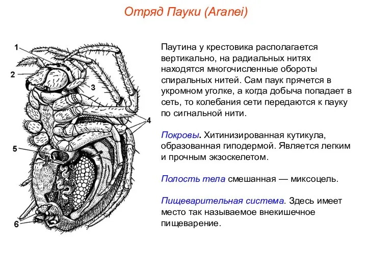 Отряд Пауки (Aranei) Паутина у крестовика располагается вертикально, на радиальных