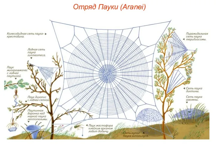 Отряд Пауки (Aranei)