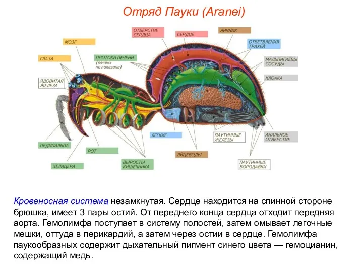 Отряд Пауки (Aranei) Кровеносная система незамкнутая. Сердце находится на спинной