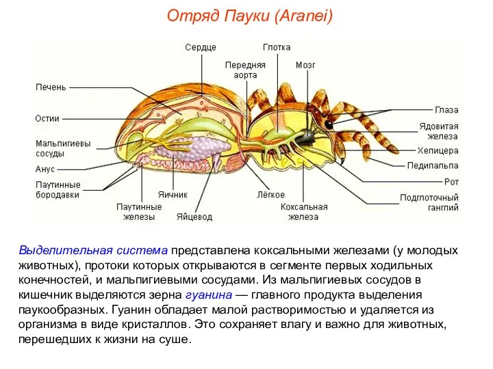 Отряд Пауки (Aranei) Выделительная система представлена коксальными железами (у молодых