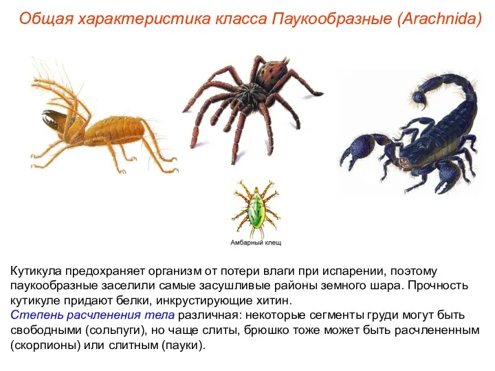 Общая характеристика класса Паукообразные (Arachnida) Кутикула предохраняет организм от потери