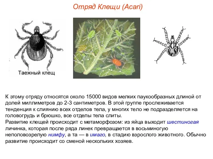 Отряд Клещи (Acari) К этому отряду относятся около 15000 видов