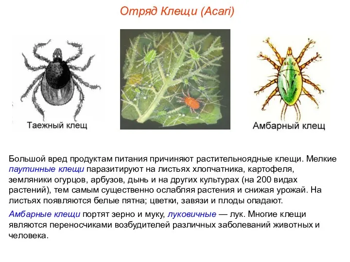 Отряд Клещи (Acari) Большой вред продуктам питания причиняют растительноядные клещи.