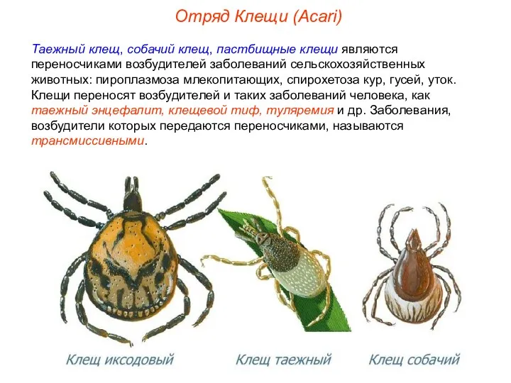 Отряд Клещи (Acari) Таежный клещ, собачий клещ, пастбищные клещи являются