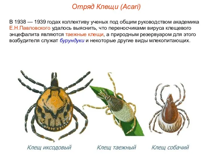 Отряд Клещи (Acari) В 1938 — 1939 годах коллективу ученых