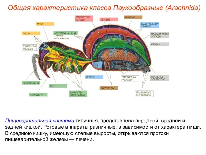 Общая характеристика класса Паукообразные (Arachnida) Пищеварительная система типичная, представлена передней,