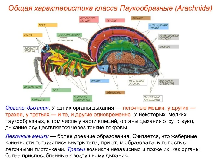 Общая характеристика класса Паукообразные (Arachnida) Органы дыхания. У одних органы
