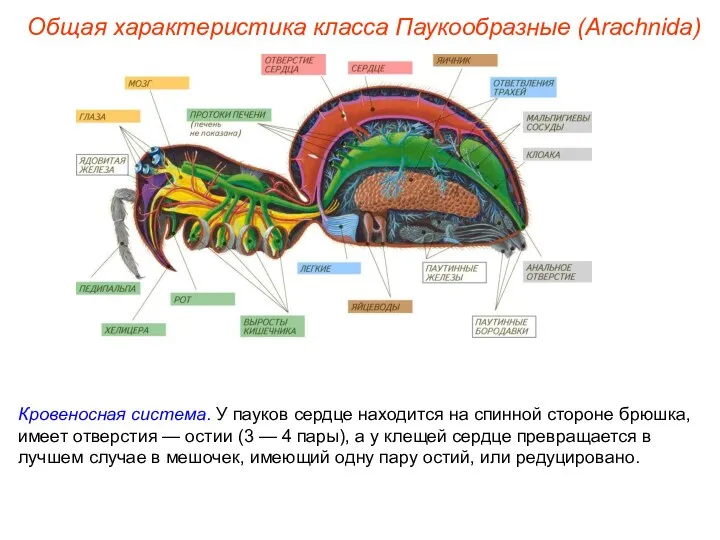 Общая характеристика класса Паукообразные (Arachnida) Кровеносная система. У пауков сердце