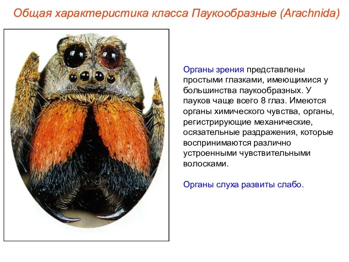 Общая характеристика класса Паукообразные (Arachnida) Органы зрения представлены простыми глазками,