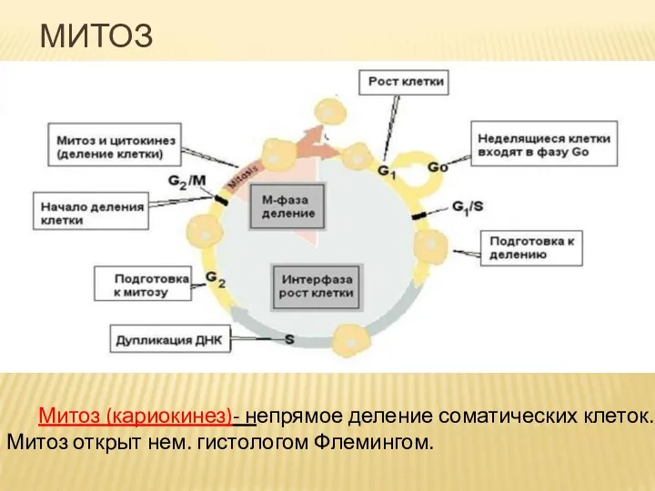 Митоз (кариокинез)- непрямое деление соматических клеток. Митоз открыт нем. гистологом Флемингом. МИТОЗ