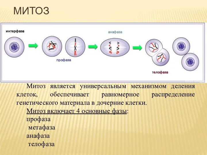 Митоз является универсальным механизмом деления клеток, обеспечивает равномерное распределение генетического