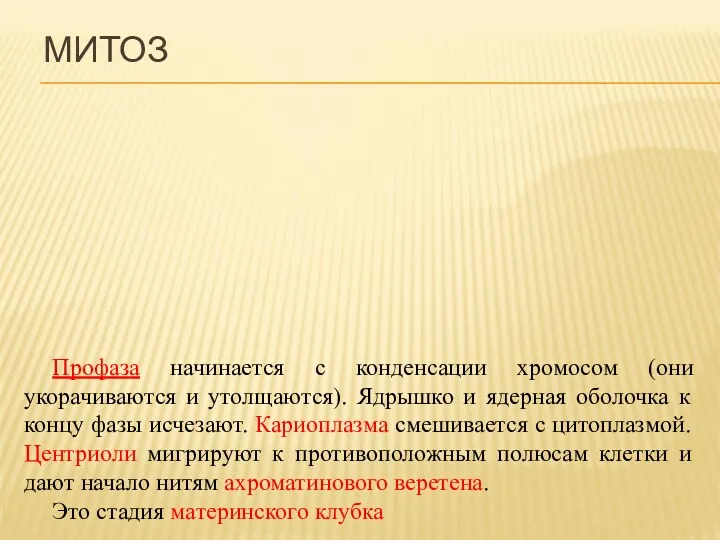 Профаза начинается с конденсации хромосом (они укорачиваются и утолщаются). Ядрышко