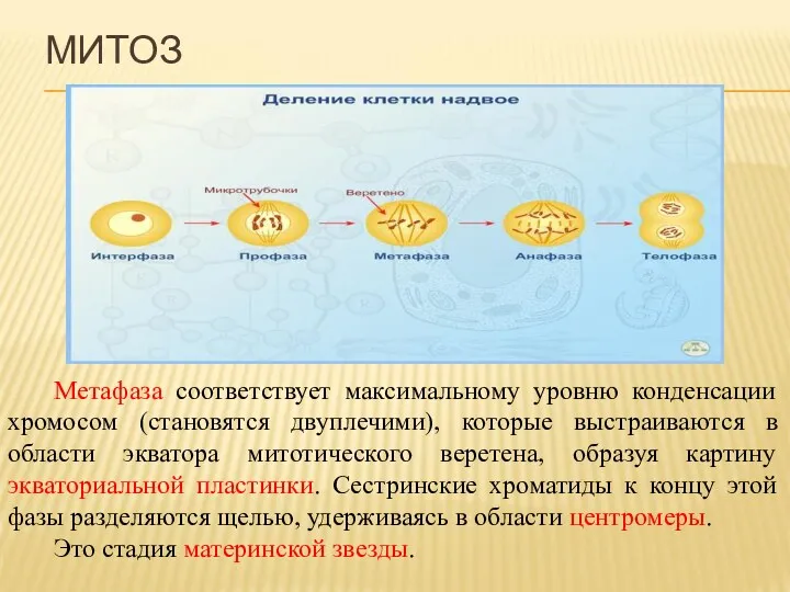 Метафаза соответствует максимальному уровню конденсации хромосом (становятся двуплечими), которые выстраиваются