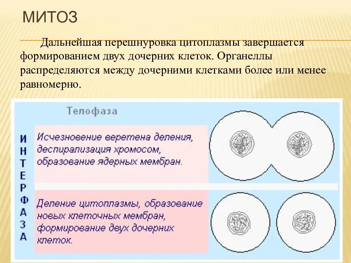 Дальнейшая перешнуровка цитоплазмы завершается формированием двух дочерних клеток. Органеллы распределяются