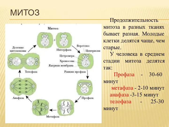 Продолжительность митоза в разных тканях бывает разная. Молодые клетки делятся