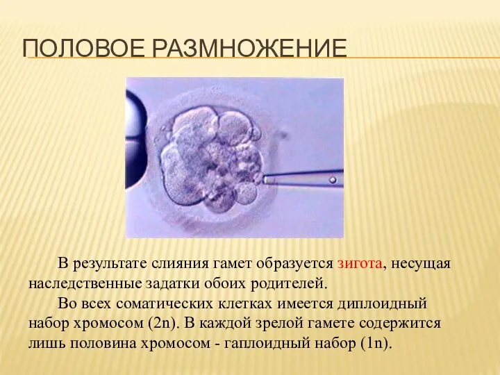 В результате слияния гамет образуется зигота, несущая наследственные задатки обоих