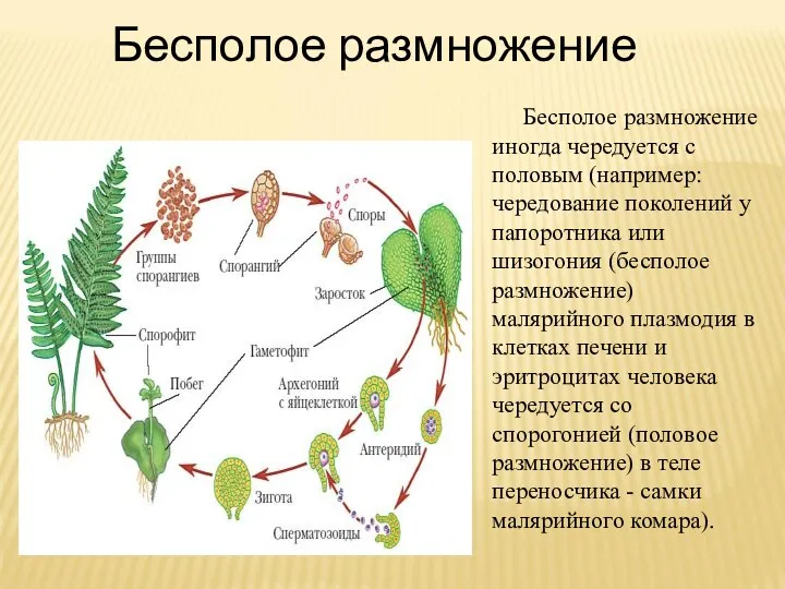 Бесполое размножение иногда чередуется с половым (например: чередование поколений у