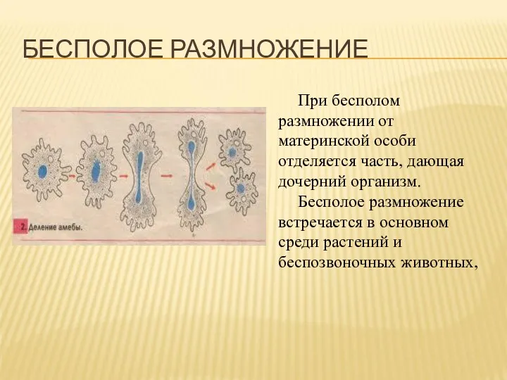 При бесполом размножении от материнской особи отделяется часть, дающая дочерний