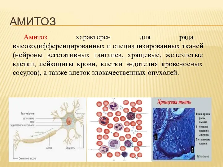 Амитоз характерен для ряда высокодифференцированных и специализированных тканей (нейроны вегетативных