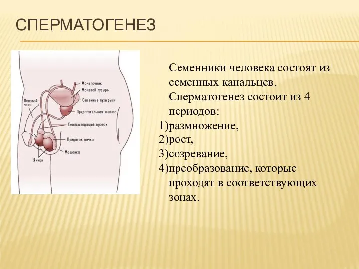Семенники человека состоят из семенных канальцев. Сперматогенез состоит из 4