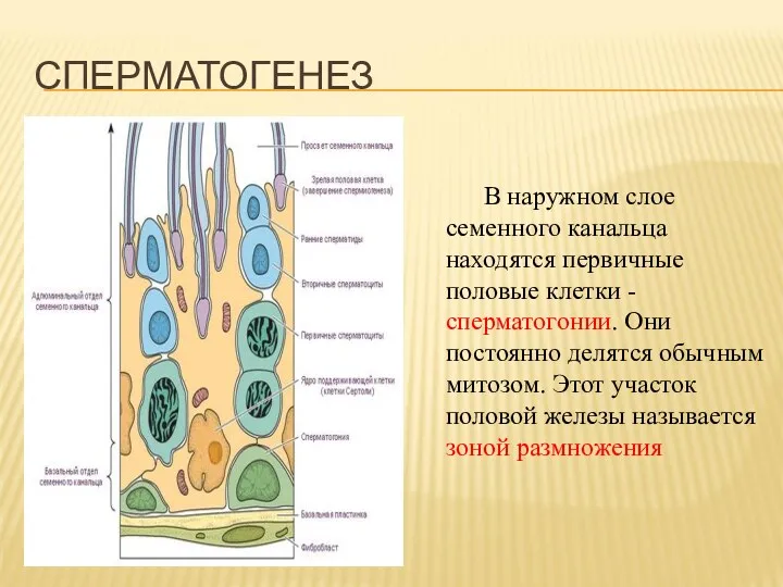 В наружном слое семенного канальца находятся первичные половые клетки -сперматогонии.