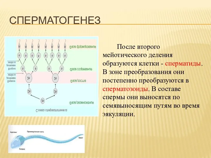 После второго мейотического деления образуются клетки - сперматиды. В зоне