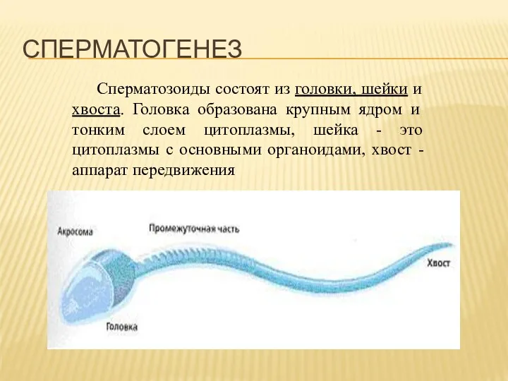 Сперматозоиды состоят из головки, шейки и хвоста. Головка образована крупным