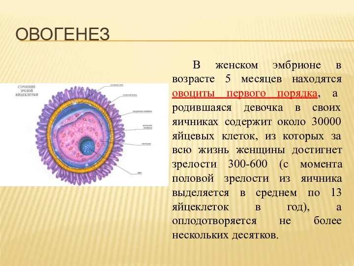 В женском эмбрионе в возрасте 5 месяцев находятся овоциты первого