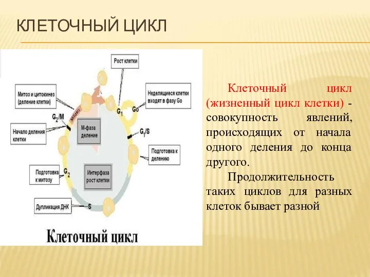 Клеточный цикл (жизненный цикл клетки) - совокупность явлений, происходящих от