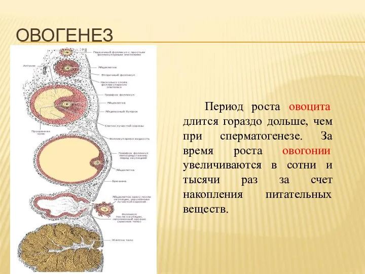 Период роста овоцита длится гораздо дольше, чем при сперматогенезе. За