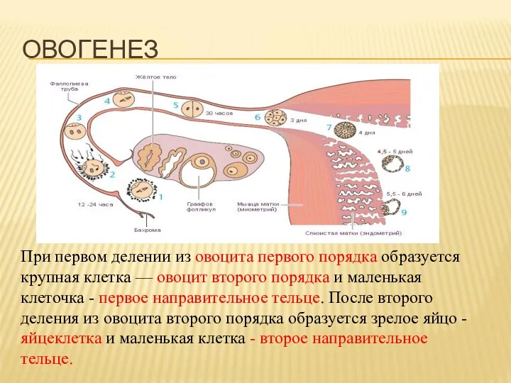 При первом делении из овоцита первого порядка образуется крупная клетка