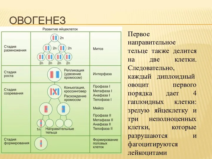 Первое направительное тельце также делится на две клетки. Следовательно, каждый