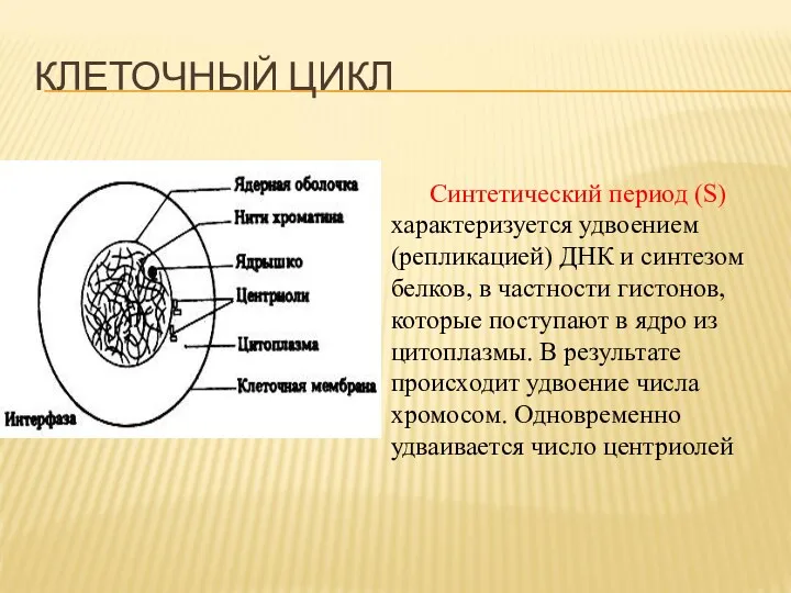 Синтетический период (S) характеризуется удвоением (репликацией) ДНК и синтезом белков,