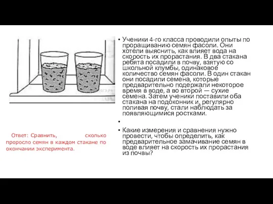 Ученики 4-го класса проводили опыты по проращиванию семян фасоли. Они