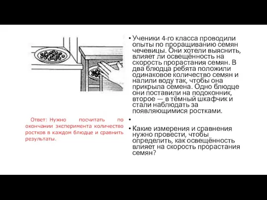 Ученики 4-го класса проводили опыты по проращиванию семян чечевицы. Они