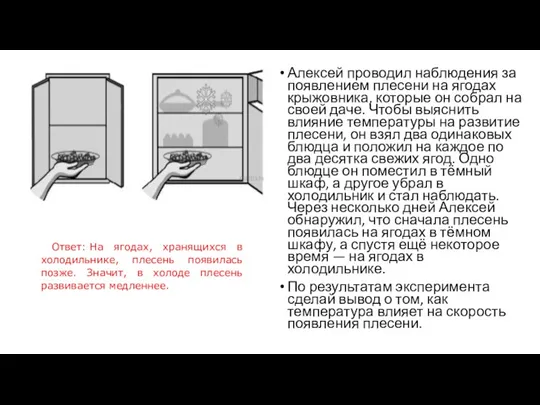 Алексей проводил наблюдения за появлением плесени на ягодах крыжовника, которые