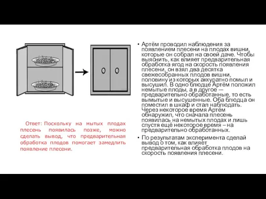 Артём проводил наблюдения за появлением плесени на плодах вишни, которые