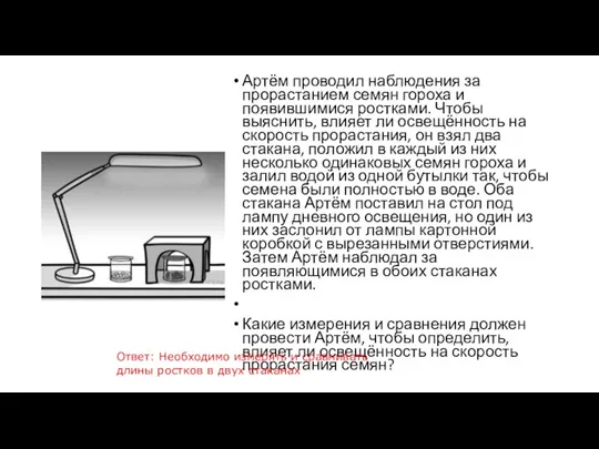 Артём проводил наблюдения за прорастанием семян гороха и появившимися ростками.